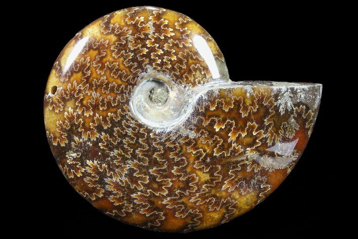 Polished, Agatized Ammonite (Cleoniceras) - Madagascar #88067